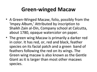 Green-winged Macaw 
• A Green-Winged Macaw, folio, possibly from the 
'Impey Album,' Attributed by inscription to 
Shaikh Zain al-Din, Company school at Calcutta, 
about 1780, opaque watercolor on paper. 
• The green wing Macaw is primarily a darker red 
in color. It has red, or, red and black, feather 
species on its facial patch and a green band of 
feathers following the red on its wings. The 
Green wing macaw is also known as the Gentle 
Giant as it is larger than most other macaws 
species. 
 