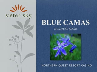 Blue camassignature blend northern quest resort casino 