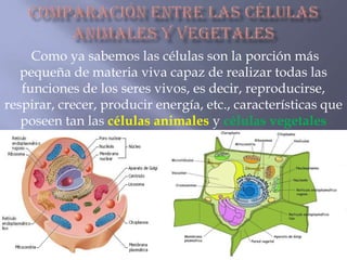 Como ya sabemos las células son la porción más
pequeña de materia viva capaz de realizar todas las
funciones de los seres vivos, es decir, reproducirse,
respirar, crecer, producir energía, etc., características que
poseen tan las células animales y células vegetales
 