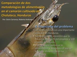 Comparación de dos  metodologías de alimentación  en el camarón cultivado en  Choluteca, Honduras ,[object Object],[object Object],[object Object],[object Object],[object Object],[object Object],[object Object],[object Object],[object Object],Por: Osiris Carranza, Roberto Andrango 2. Enunciado del problema 