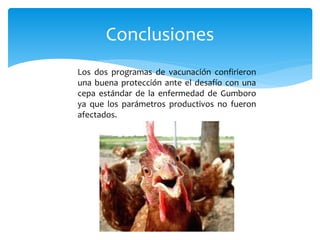 Conclusiones
Los dos programas de vacunación confirieron
una buena protección ante el desafío con una
cepa estándar de la enfermedad de Gumboro
ya que los parámetros productivos no fueron
afectados.
 