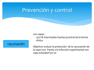 Prevención y control
con cepas:
- 2512 intermedias fuertes (control de la forma
clínica
Objetivo: evaluar la protección de la vacunación de
la cepa 2512 frente a la infección experimental con
cepa estandarF52/ 70
vacunación
 