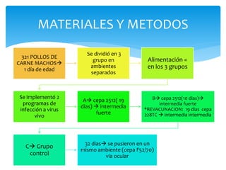 MATERIALES Y METODOS
321 POLLOS DE
CARNE MACHOS
1 día de edad
Se dividió en 3
grupo en
ambientes
separados
Alimentación =
en los 3 grupos
Se implementó 2
programas de
infección a virus
vivo
A cepa 2512( 19
dias)  intermedia
fuerte
B cepa 2512(10 dias)
intermedia fuerte
*REVACUNACION: 19 dias cepa
228TC  intermedia intermedia
C Grupo
control
32 dias se pusieron en un
mismo ambiente (cepa F52/70)
vía ocular
 