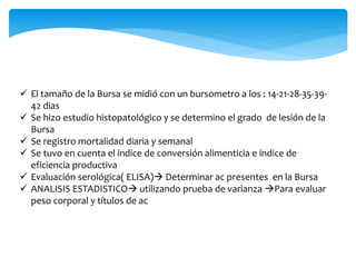  El tamaño de la Bursa se midió con un bursometro a los : 14-21-28-35-39-
42 dias
 Se hizo estudio histopatológico y se determino el grado de lesión de la
Bursa
 Se registro mortalidad diaria y semanal
 Se tuvo en cuenta el índice de conversión alimenticia e índice de
eficiencia productiva
 Evaluación serológica( ELISA) Determinar ac presentes en la Bursa
 ANALISIS ESTADISTICO utilizando prueba de varianza Para evaluar
peso corporal y títulos de ac
 