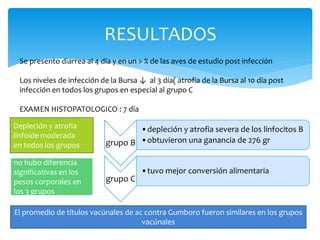 RESULTADOS
Se presento diarrea al 4 día y en un > % de las aves de estudio post infección
Los niveles de infección de la Bursa ↓ al 3 día( atrofia de la Bursa al 10 día post
infección en todos los grupos en especial al grupo C
EXAMEN HISTOPATOLOGICO : 7 día
grupo B
•depleción y atrofia severa de los linfocitos B
•obtuvieron una ganancia de 276 gr
grupo C
•tuvo mejor conversión alimentaria
Depleción y atrofia
linfoide moderada
en todos los grupos
no hubo diferencia
significativas en los
pesos corporales en
los 3 grupos
El promedio de títulos vacúnales de ac contra Gumboro fueron similares en los grupos
vacúnales
 