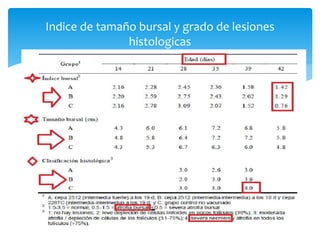 Indice de tamaño bursal y grado de lesiones
histologicas
 