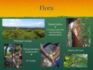 Flora

                            Naked Indian
                                
                           -To keep water the
                             stem perform
                             photosyntesis


Principal Canopy


        Demonstration
                                                Huevo de Gato
         of Jaboncillo
               

           Caoba
 