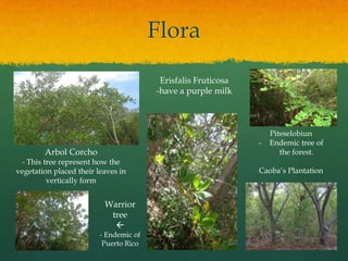Flora
                                         Erisfalis Fruticosa
                                        -have a purple milk



                                                                   Piteselobiun
                                                               -   Endemic tree of
        Arbol Corcho                                                  the forest.
 - This tree represent how the
vegetation placed their leaves in                              Caoba’s Plantation
         vertically form


                          Warrior
                           tree
                            
                         - Endemic of
                          Puerto Rico
 