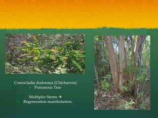 Comocladia dodonaea (Chicharron)
       - Poisonous Tree

      Multiples Stems 
  - Regeneration manifestation.
 