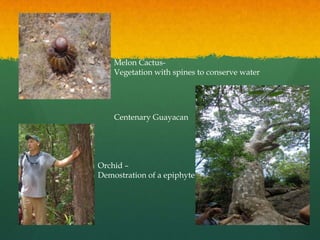 Melon Cactus-
    Vegetation with spines to conserve water




    Centenary Guayacan




Orchid –
Demostration of a epiphyte
 