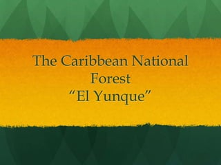 The Caribbean National
        Forest
     “El Yunque”
 