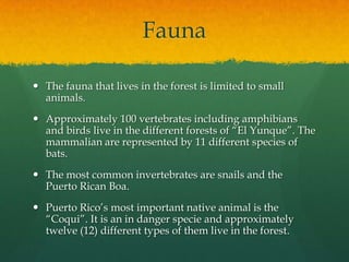 Fauna

 The fauna that lives in the forest is limited to small
  animals.
 Approximately 100 vertebrates including amphibians
  and birds live in the different forests of “El Yunque”. The
  mammalian are represented by 11 different species of
  bats.
 The most common invertebrates are snails and the
  Puerto Rican Boa.
 Puerto Rico’s most important native animal is the
  “Coqui”. It is an in danger specie and approximately
  twelve (12) different types of them live in the forest.
 
