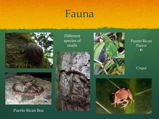Fauna
                   Different
                   species of   Puerto Rican
                     snails        Parrot
                                     



                                   Coqui




Puerto Rican Boa
 