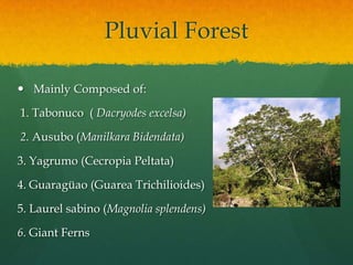 Pluvial Forest

 Mainly Composed of:

1. Tabonuco ( Dacryodes excelsa)

2. Ausubo (Manilkara Bidendata)

3. Yagrumo (Cecropia Peltata)

4. Guaragüao (Guarea Trichilioides)

5. Laurel sabino (Magnolia splendens)

6. Giant Ferns
 