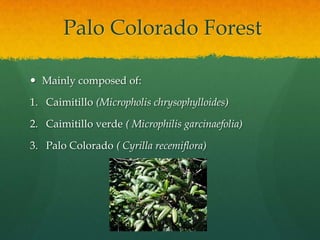 Palo Colorado Forest

 Mainly composed of:

1. Caimitillo (Micropholis chrysophylloides)

2. Caimitillo verde ( Microphilis garcinaefolia)

3. Palo Colorado ( Cyrilla recemiflora)
 