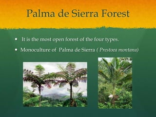 Palma de Sierra Forest

 It is the most open forest of the four types.

 Monoculture of Palma de Sierra ( Prestoea montana)
 