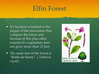 Elfin Forest

 It’s location is limited to the
  piques of the mountains that
  compose the forest and
  because of this plus other
  reasons it’s vegetation does
  not grow more than 12 feet.

 The main tree of the forest is
  “Roble de Sierra” ( Tabebuia
  rígida).
 
