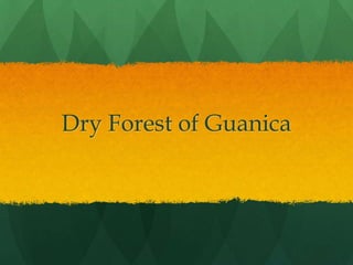 Dry Forest of Guanica
 