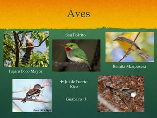 Aves
                       San Pedrito




                                      Reinita Mariposera
Pajaro Bobo Mayor

                     Jui de Puerto
                         Rico


                       Guabairo 
 