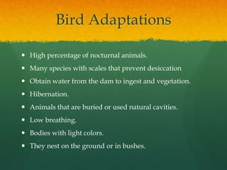 Bird Adaptations

 High percentage of nocturnal animals.
 Many species with scales that prevent desiccation
 Obtain water from the dam to ingest and vegetation.
 Hibernation.
 Animals that are buried or used natural cavities.
 Low breathing.
 Bodies with light colors.
 They nest on the ground or in bushes.
 