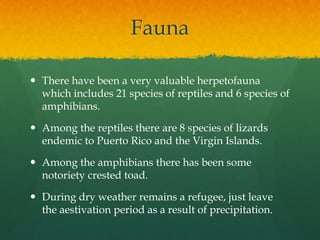 Fauna

 There have been a very valuable herpetofauna
  which includes 21 species of reptiles and 6 species of
  amphibians.

 Among the reptiles there are 8 species of lizards
  endemic to Puerto Rico and the Virgin Islands.

 Among the amphibians there has been some
  notoriety crested toad.

 During dry weather remains a refugee, just leave
  the aestivation period as a result of precipitation.
 
