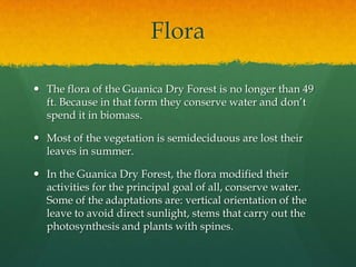Flora

 The flora of the Guanica Dry Forest is no longer than 49
  ft. Because in that form they conserve water and don’t
  spend it in biomass.

 Most of the vegetation is semideciduous are lost their
  leaves in summer.

 In the Guanica Dry Forest, the flora modified their
  activities for the principal goal of all, conserve water.
  Some of the adaptations are: vertical orientation of the
  leave to avoid direct sunlight, stems that carry out the
  photosynthesis and plants with spines.
 
