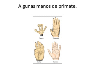 Algunas manos de primate.