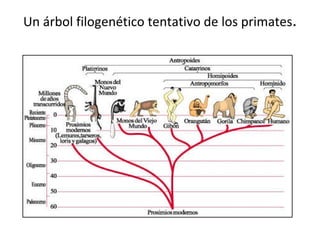 Un árbol filogenético tentativo de los primates .
