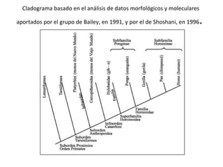 Cladograma basado en el análisis de datos morfológicos y moleculares aportados por el grupo de Bailey, en 1991, y por el de Shoshani, en 1996 .