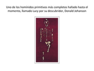 Uno de los homínidos primitivos más completos hallado hasta el momento, llamado Lucy por su descubridor, Donald Johanson