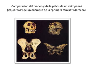 Comparación del cráneo y de la pelvis de un chimpancé (izquierda) y de un miembro de la "primera familia" (derecha).