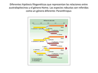 Diferentes hipótesis filogenéticas que representan las relaciones entre australopitecinos y el género Homo. Las especies robustas son referidas como un género diferente: Paranthropus