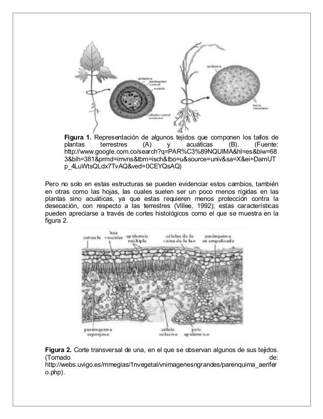 Comparacion Morfologica Y Estructural De Plantas Acuaticas Y Terrest