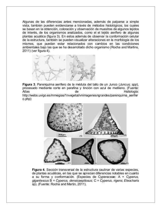 Comparacion Morfologica Y Estructural De Plantas Acuaticas Y Terrest