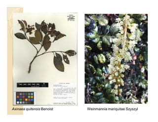 Axinaea quitensis Benoist Weinmannia mariquitae Szyszyl
 