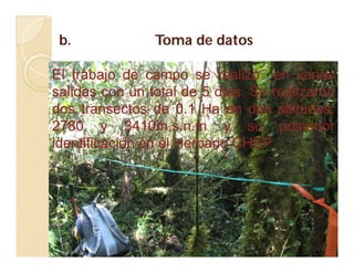 b. Toma de datosb. Toma de datos
El trabajo de campo se realizó en varias
salidas con un total de 5 días. Se realizaron
dos transectos de 0.1 Ha en dos altitudes:
2780 y 3410m.s.n.m y su posterior
identificación en el Herbario CHEP.
 