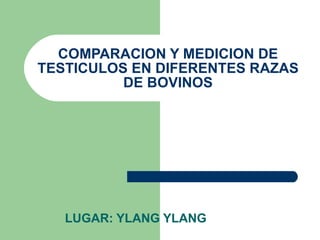 COMPARACION Y MEDICION DE TESTICULOS EN DIFERENTES RAZAS DE BOVINOS LUGAR: YLANG YLANG 