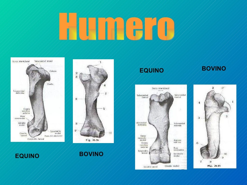 Comparada de equino y bovino