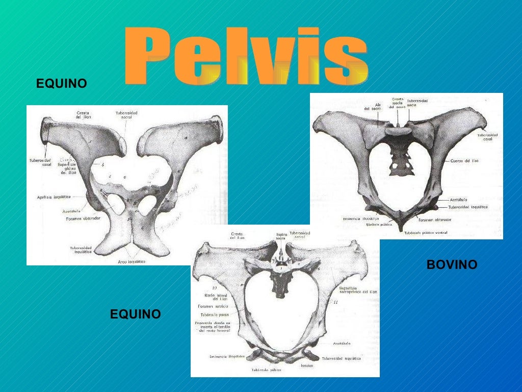 Comparada de equino y bovino