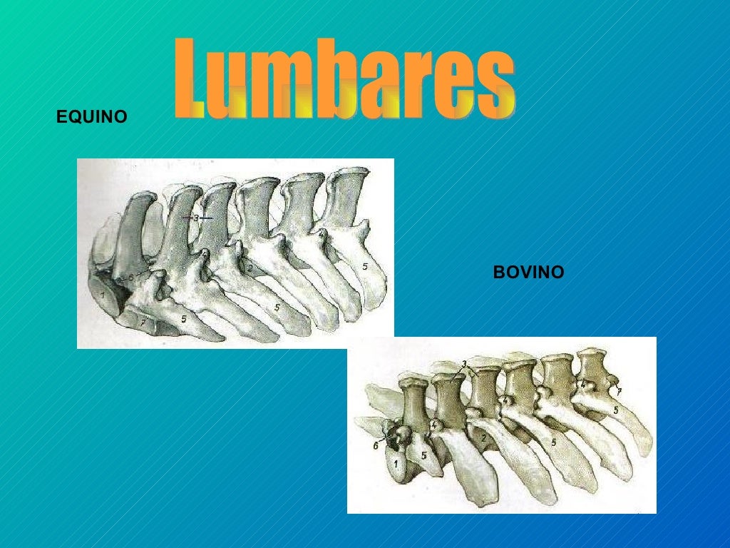 Comparada de equino y bovino