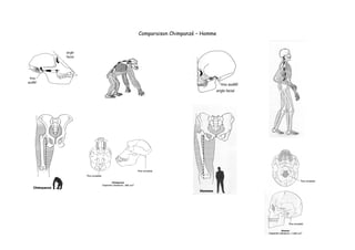 Comparaison Chimpanzé – Homme
 
