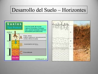 Suelo - TerminologíaSe denomina SUELO o “tierra” a la parte superficial de la corteza terrestre (litósfera), biológicamente activa, que se desarrolla en la superficie de las rocas emergidas por la influencia de la intemperie (atmósfera) y de los seres vivos – bacterias, etc – en un proceso que se denomina “meteorización” (weathering) Edafología - es una rama de la ciencia del suelo que estudia la composición y naturaleza del suelo en su relación con las plantas y el entorno que le rodea. Dentro de la edafología aparecen varias ramas teóricas y aplicadas que se relacionan en especial con la física y la química
