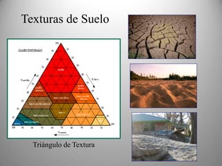 Formación del Suelo