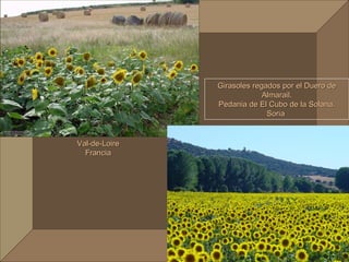 Girasoles regados por el Duero de
                            Almarail.
               Pedania de El Cubo de la Solana.
                             Soria


Val-de-Loire
  Francia
 