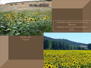 Girasoles regados por el Duero de
                            Almarail.
               Pedania de El Cubo de la Solana.
                             Soria


Val-de-Loire
  Francia
 