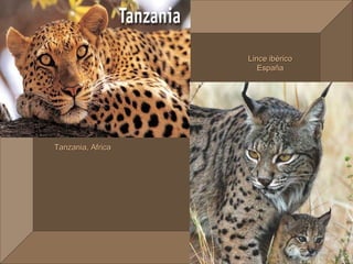 Lince ibérico
                      España




Tanzania, Africa
 