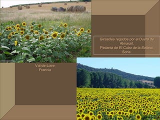 Val-de-Loire Francia Girasoles regados por el Duero de Almarail. Pedania de El Cubo de la Solana. Soria  
