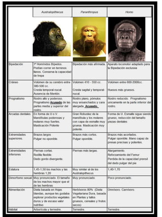 Diferencias entre los géneros
Australopithecus, Paranthropus y Homo

 