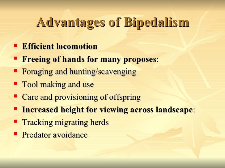 disadvantages of bipedalism