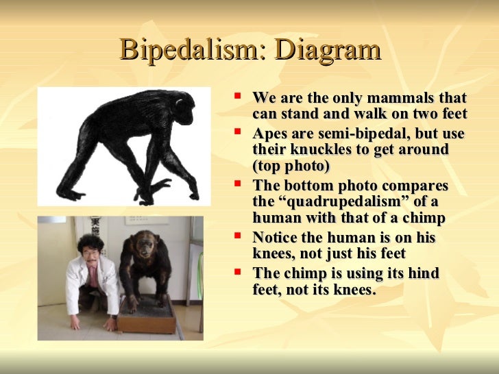 Comparative Primate Anatomy